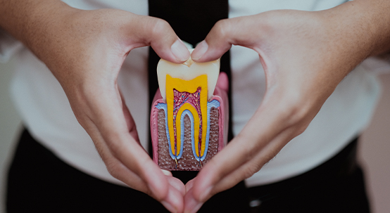 Hands holding a model of a tooth showing the layers inside of it